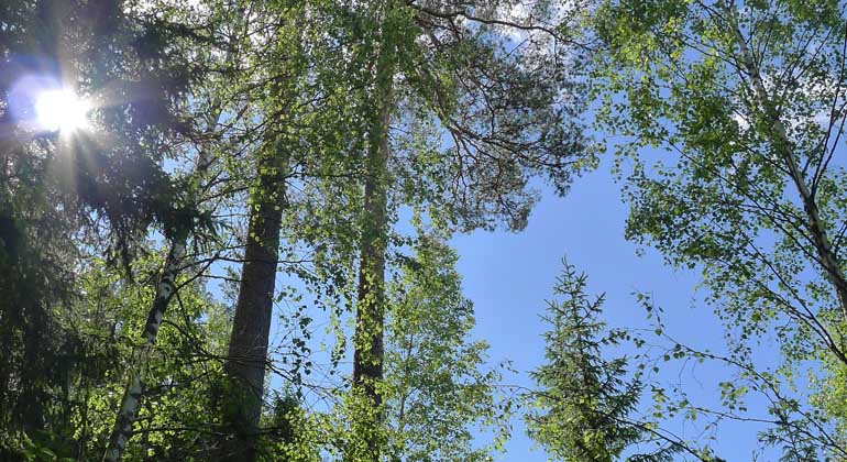Solen skiner genom högväxta tallar i Solbergadalens naturreservat.