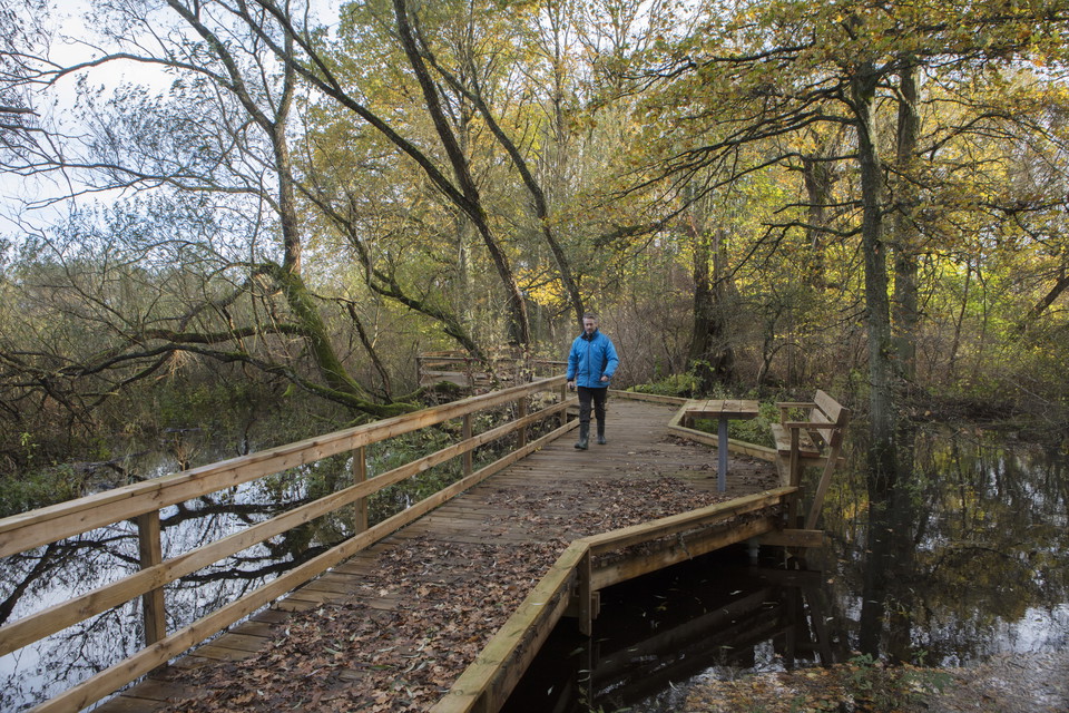 En man går i skogen över en träspång.