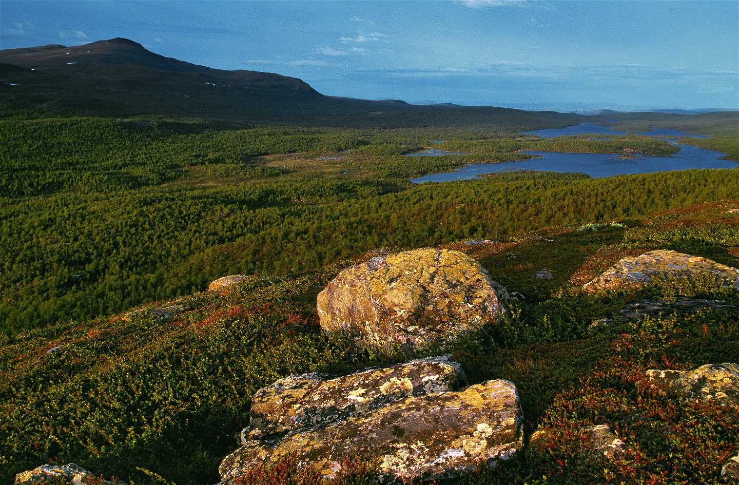 Utsikt i Pieljekaise nationalpark