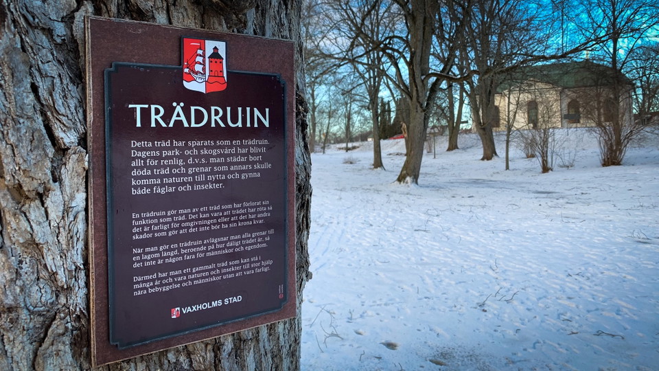 Trädruin står det på en skylt i Officersparken inne i centrala Vaxholm.
