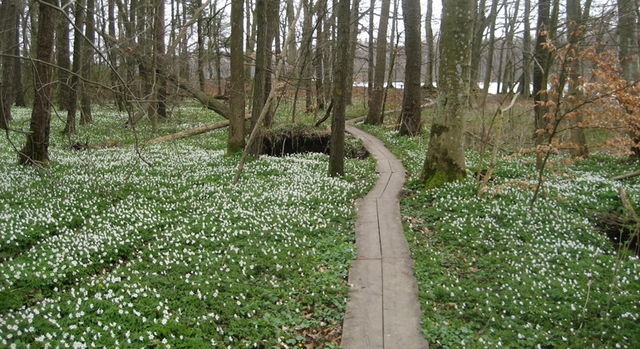 Gyllebo, Naturreservat