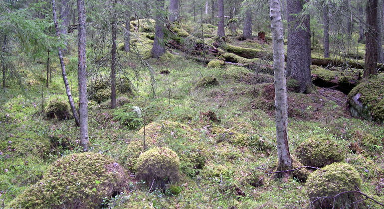 Stock och sten, övervuxna av mossa i Gussjövallsberget.
