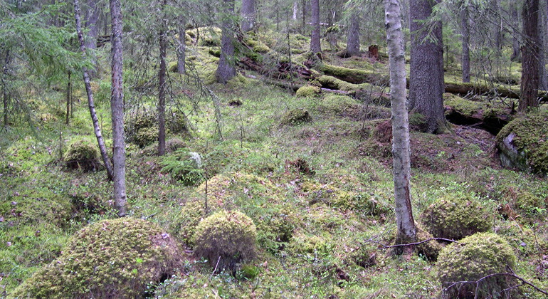 Stock och sten, övervuxna av mossa i Gussjövallsberget.