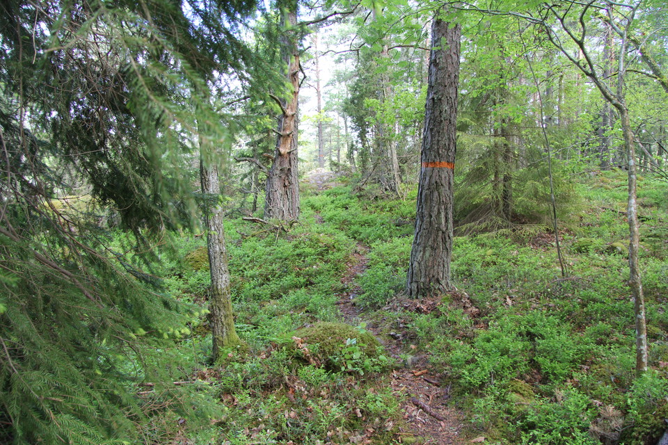 Ett orangemarkerat träd bredvid en slingrande stig.