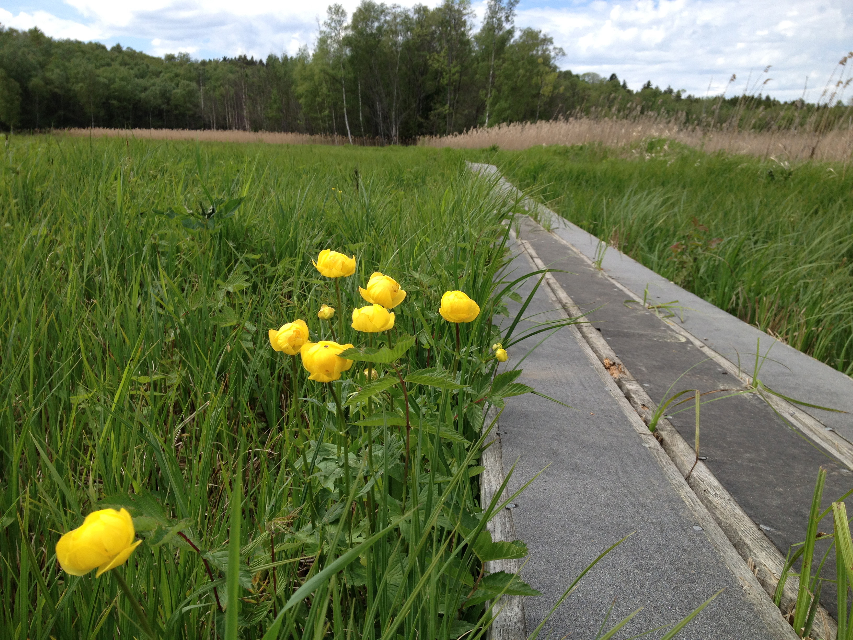 Spång genom Sjöbo-Knäppans naturreservat