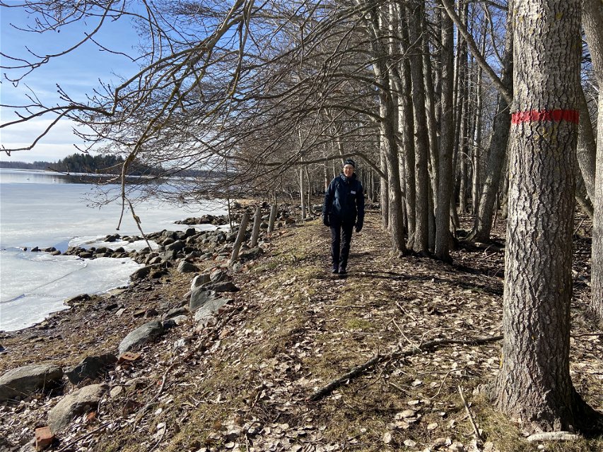 En kvinna går på en stig vid vattnet. På ett träd syns en röd ring, stigmarkering. Träden är kala och på vattnet är det is.