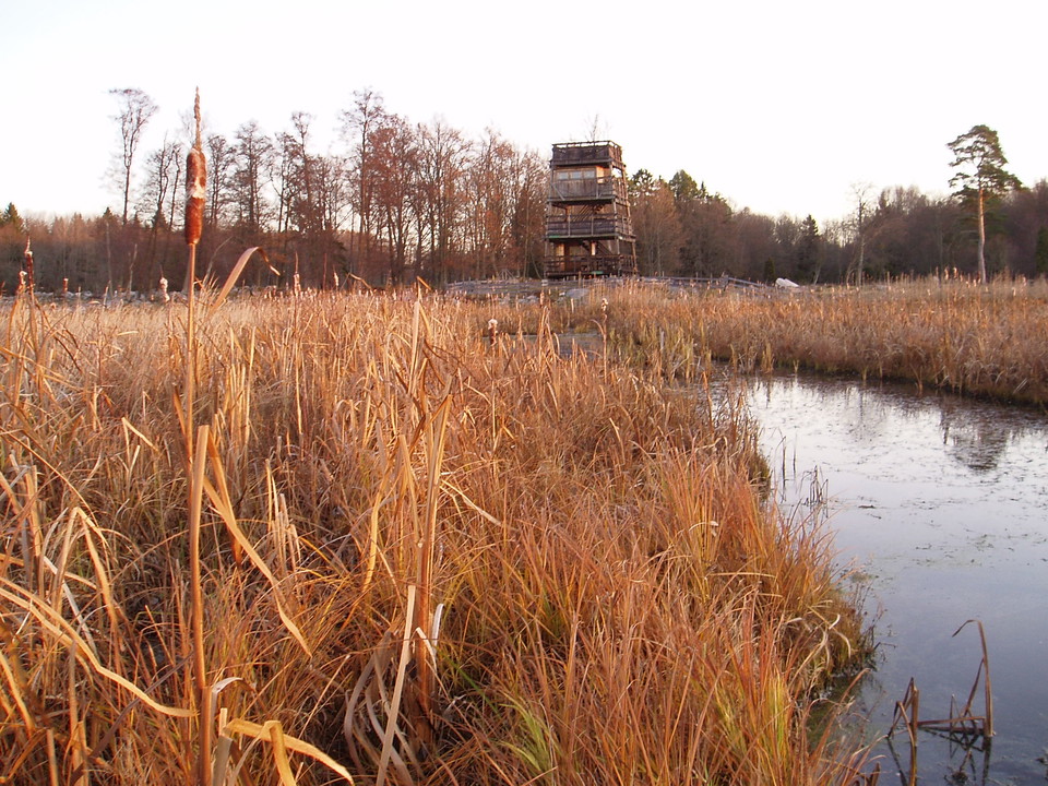 Över vassen tornar det fyra våningar höga fågeltornet upp sig.
