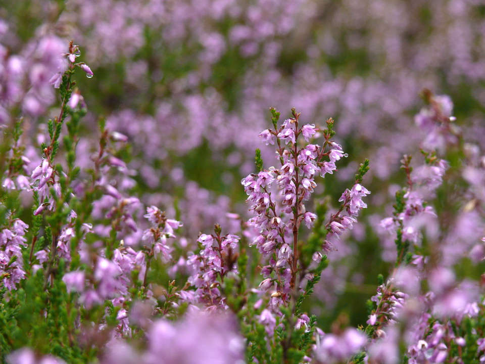 Ljung. Richard Vestin