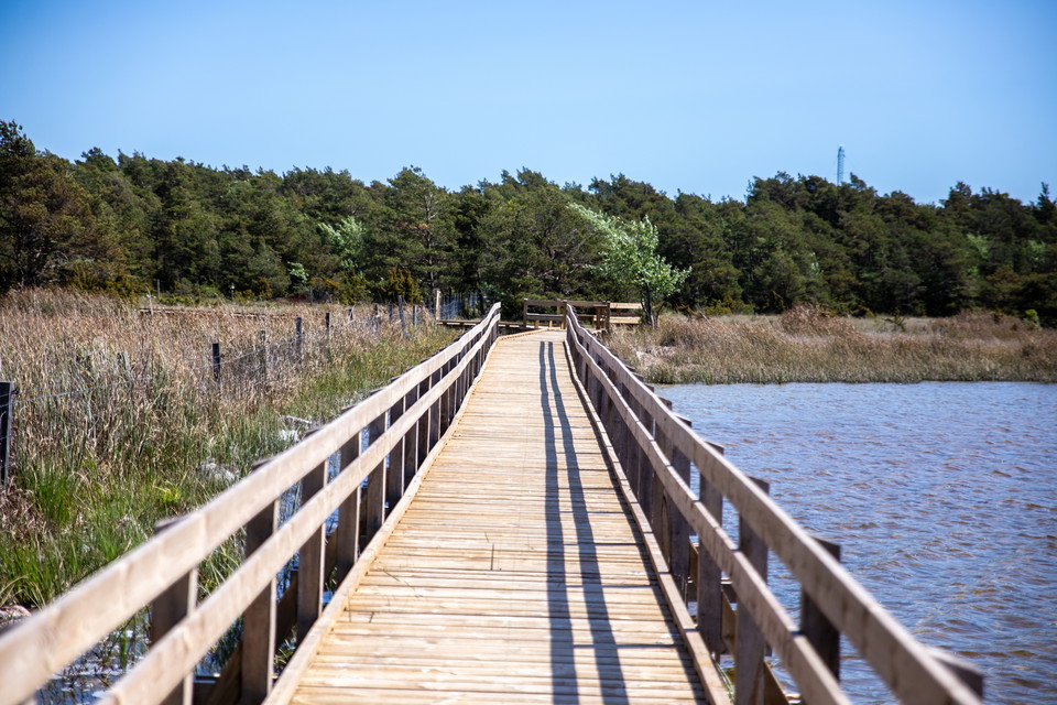 En bred spång över våtmark med räcke på båda sidor