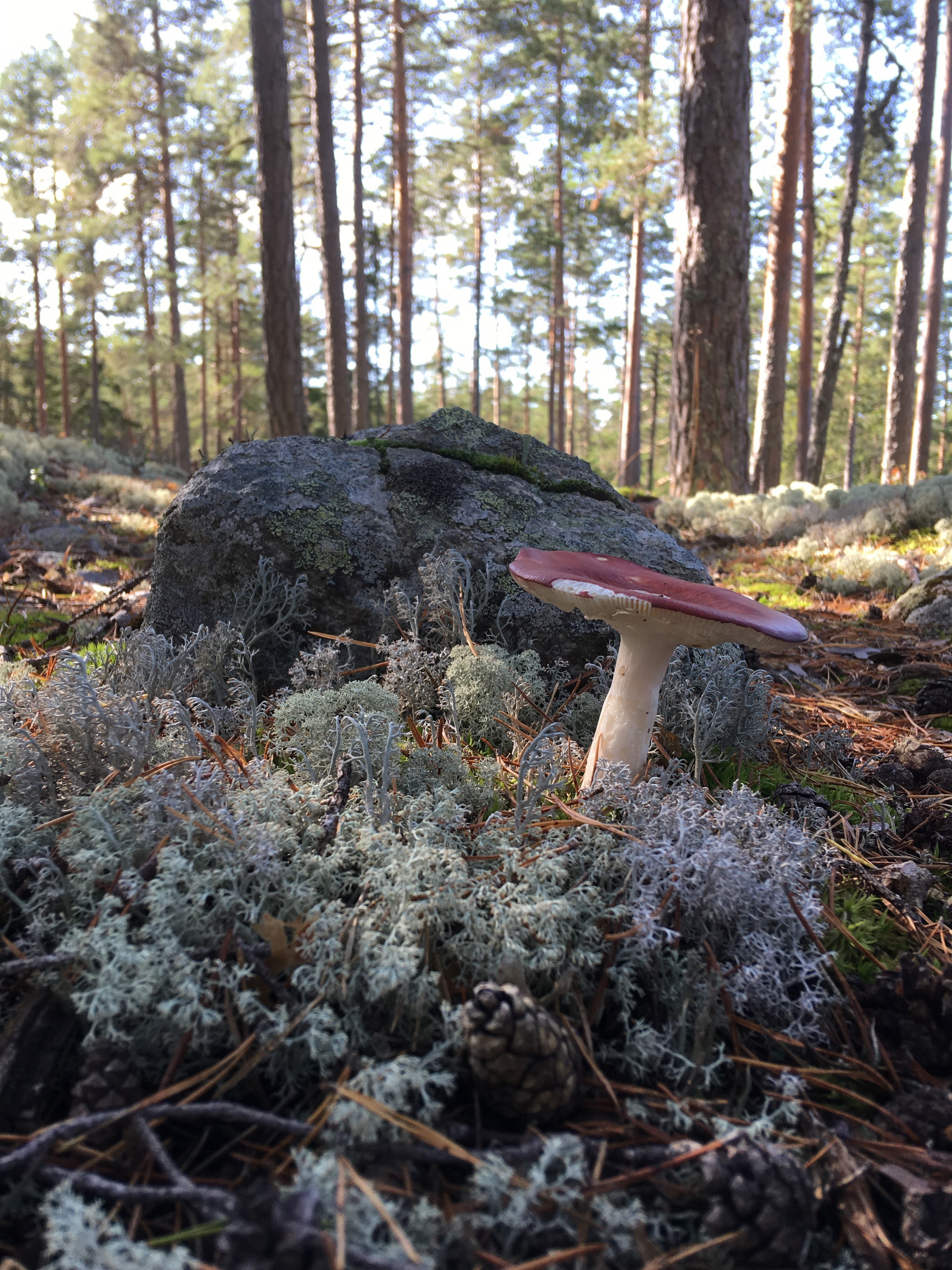 16 Trummelsberg – Bockhammar | Bruksleden
