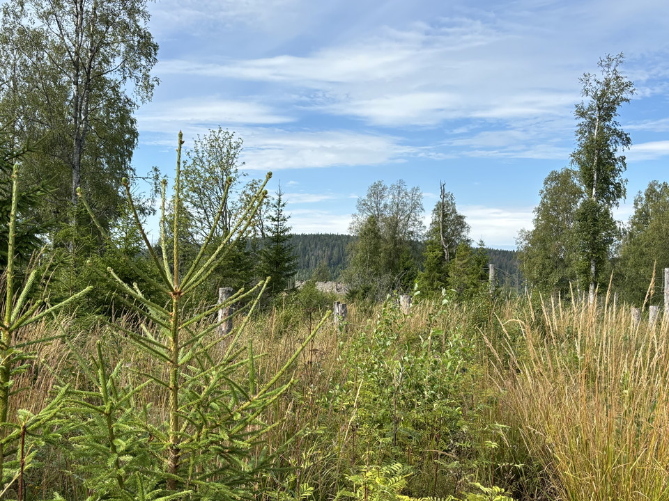 Vy över ängsmarker