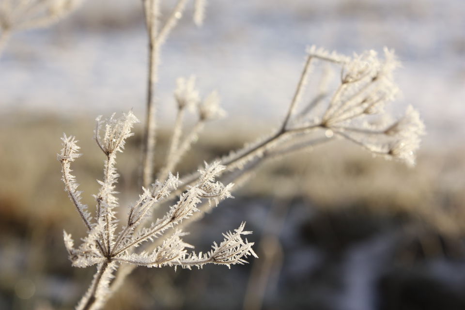 Närbild på en växt som är täckt av frost.