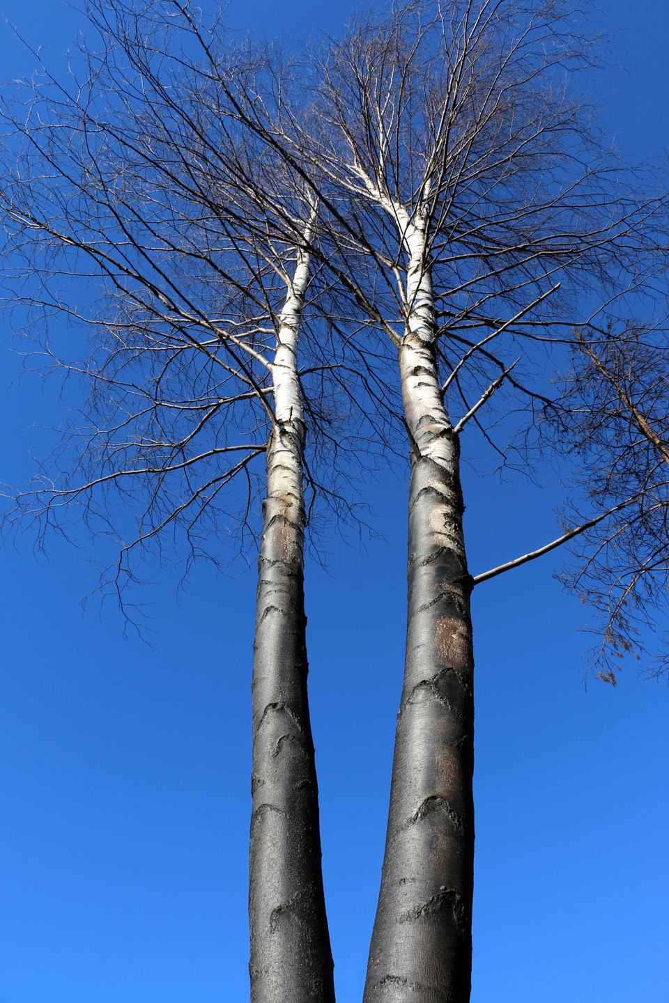 Björkar svedda av elden mot en blå himmel.