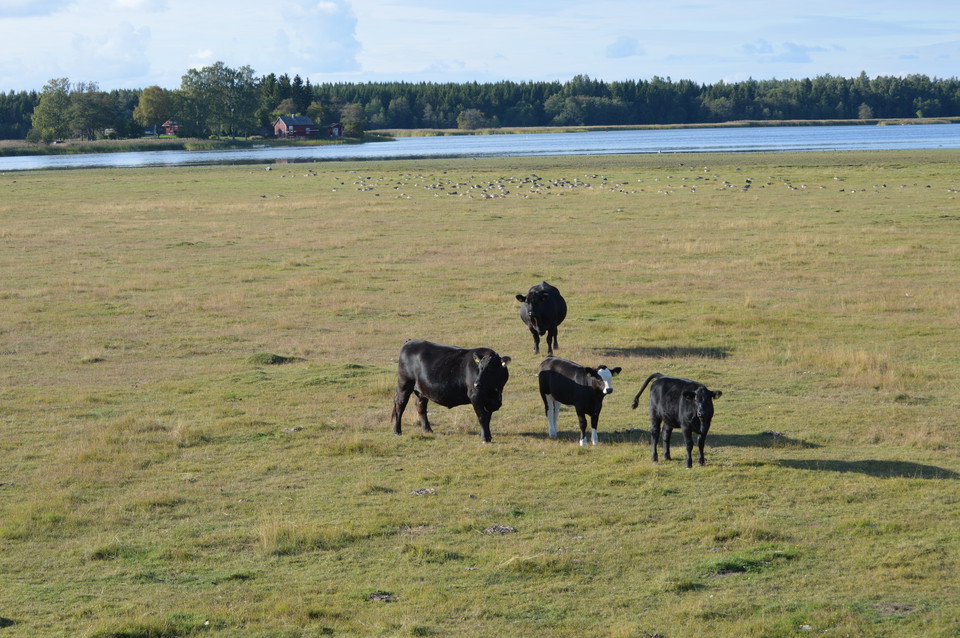 Fyra kor går på bete på en strandäng vid vattnet