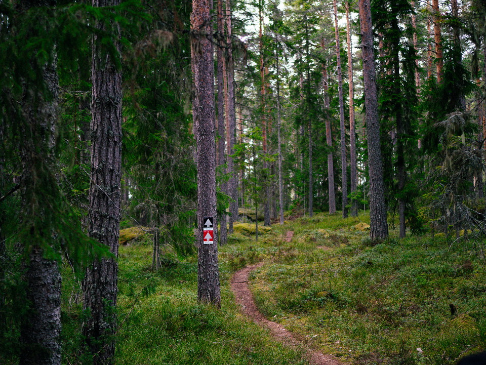 Skogsstig för cykling