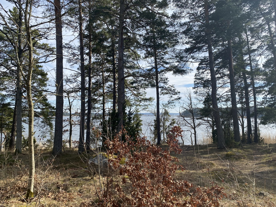 Utsikt från grillplats och vindskydd