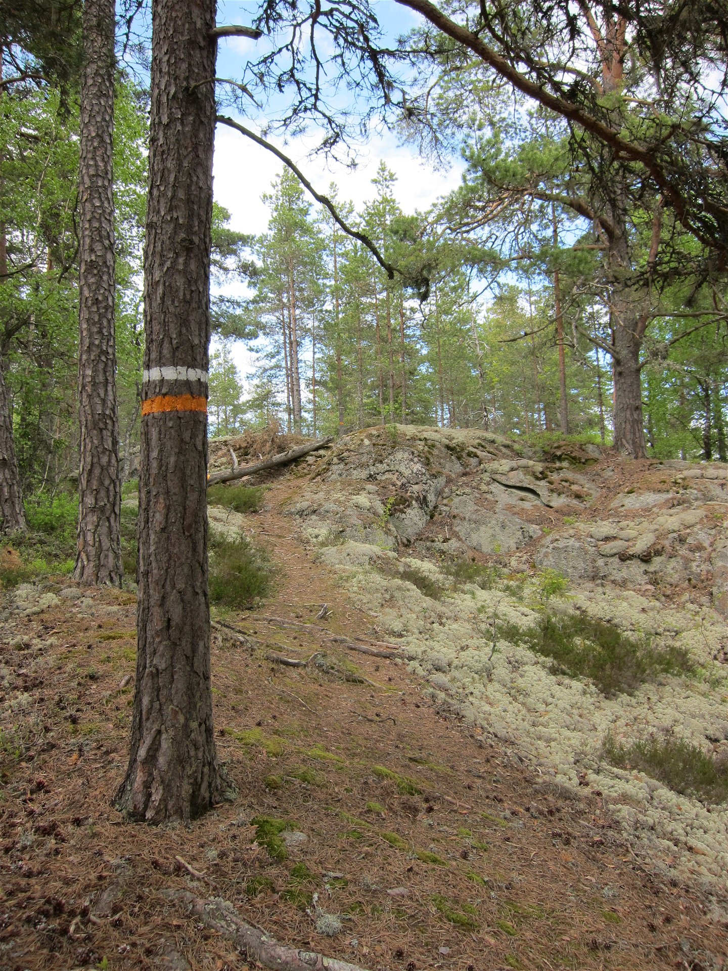 Träd med orange och vit markering. Bredvid letar sig stigen upp över en klippa.