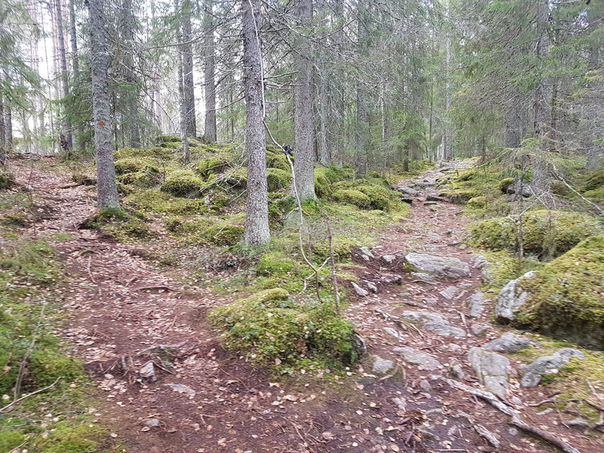Skogsstig