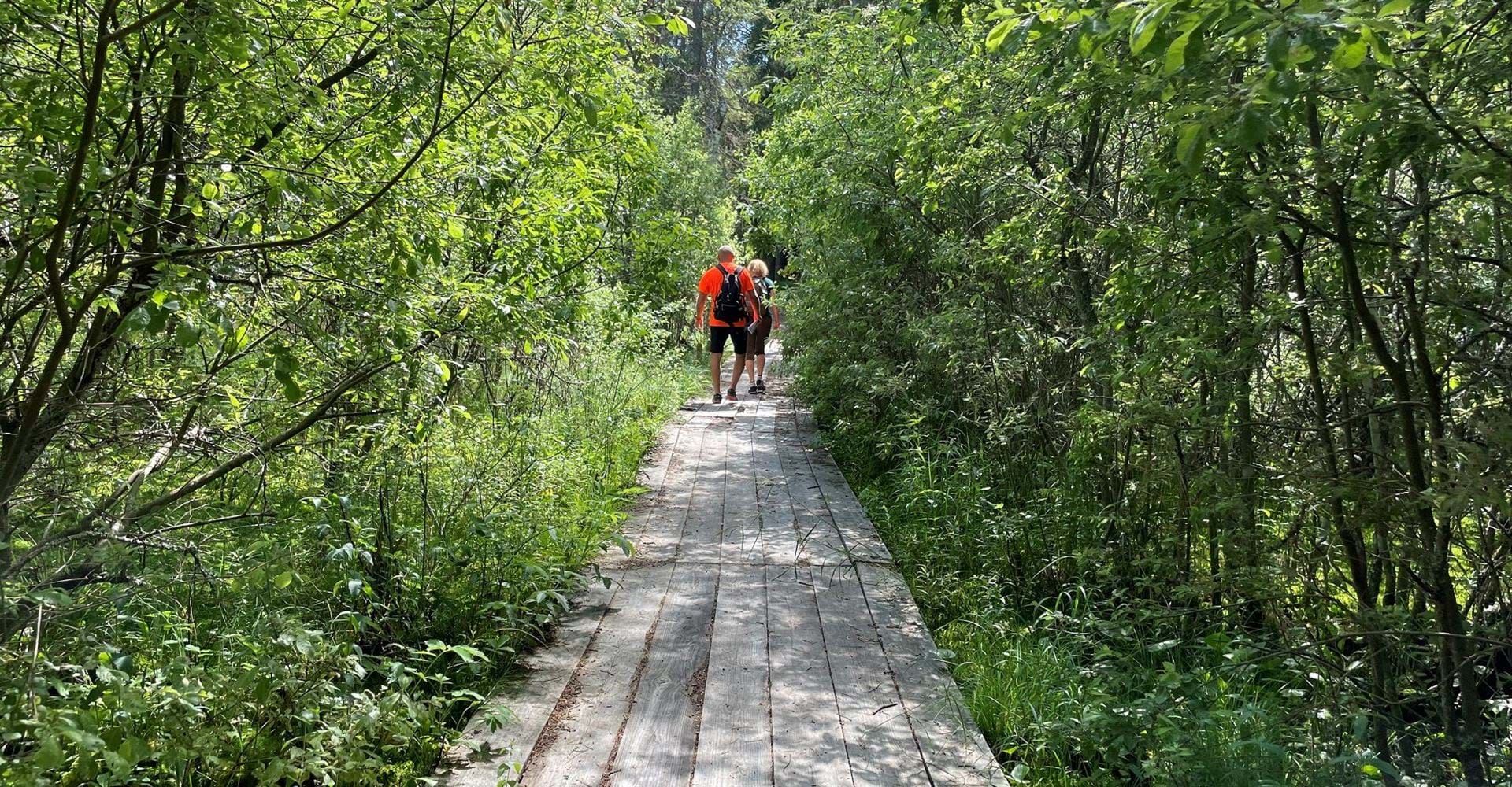 Spång tillgänglighetsanpassad led till vindskyddet Karlsdal, Nedre Glottern.
Glotternskogen
Etapp: H-tallen Rundslinga
Norrköping