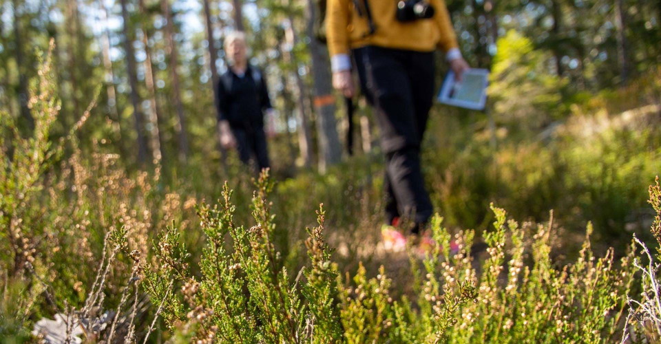 Etapp Fridhemsrundan i Norrköping.
Vandrare på skogsstig med ljung.