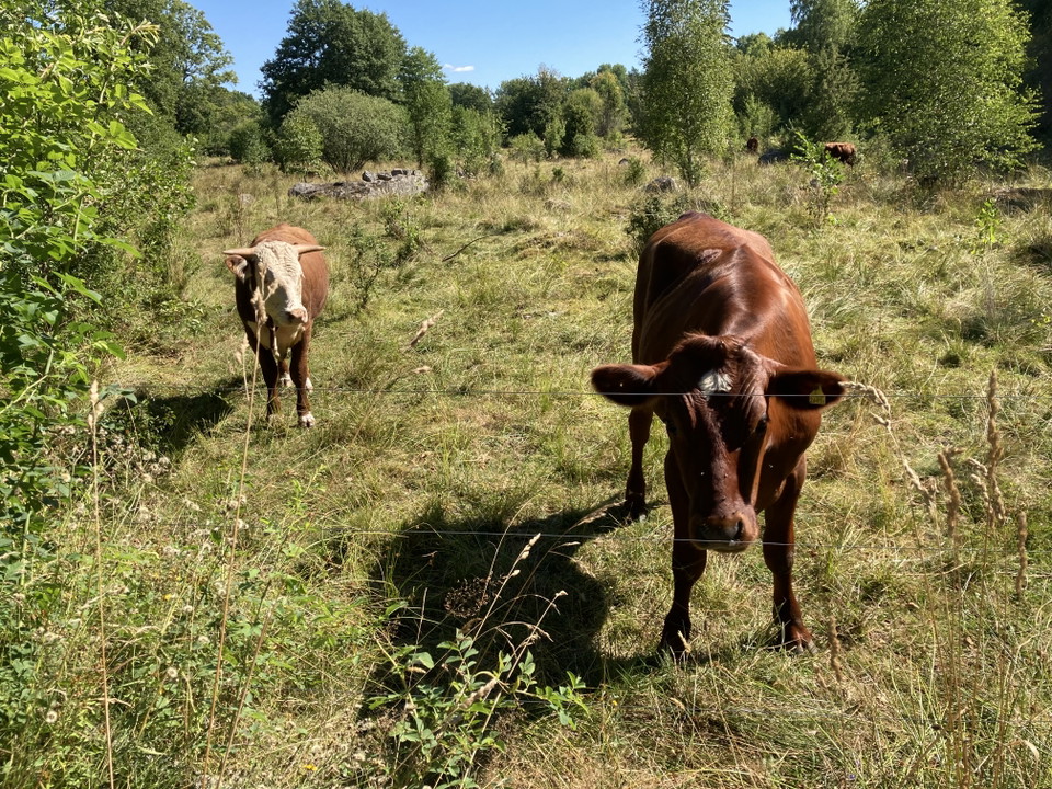 Foto: Tingsryds kommun
