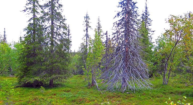 Gles granskog