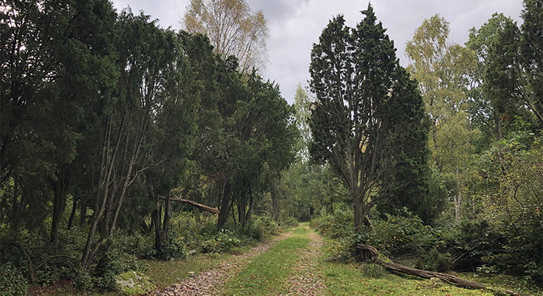 Stig genom eneskogen.