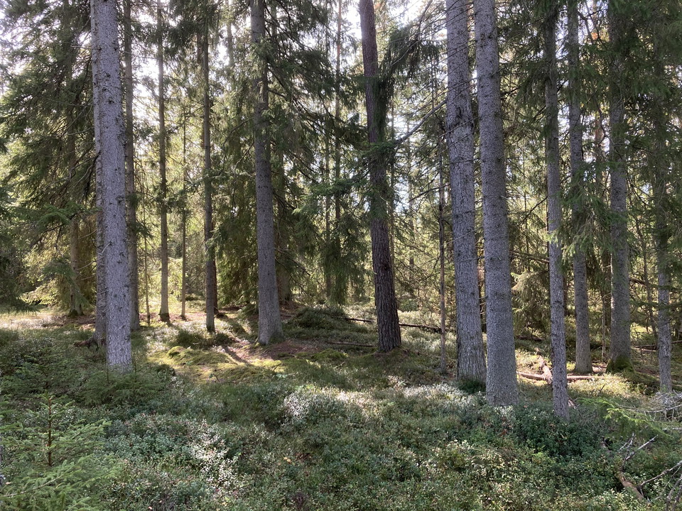 Granskog