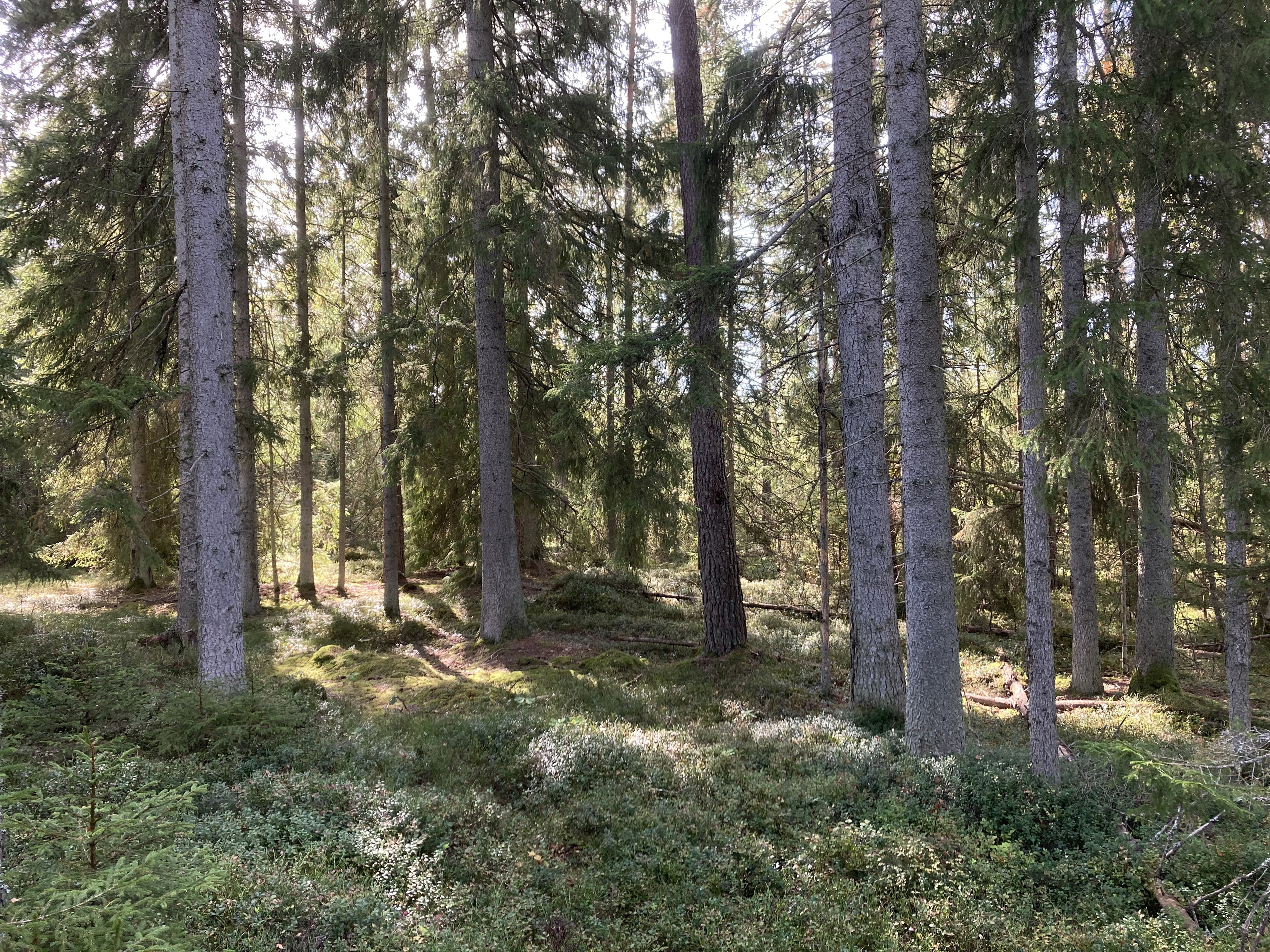 Granskog
