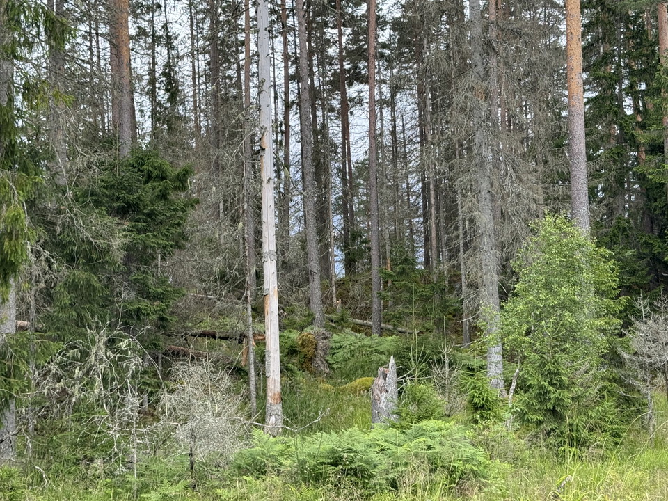 Bild på döda granar