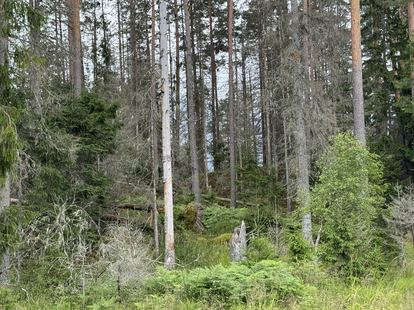 Bild på döda granar
