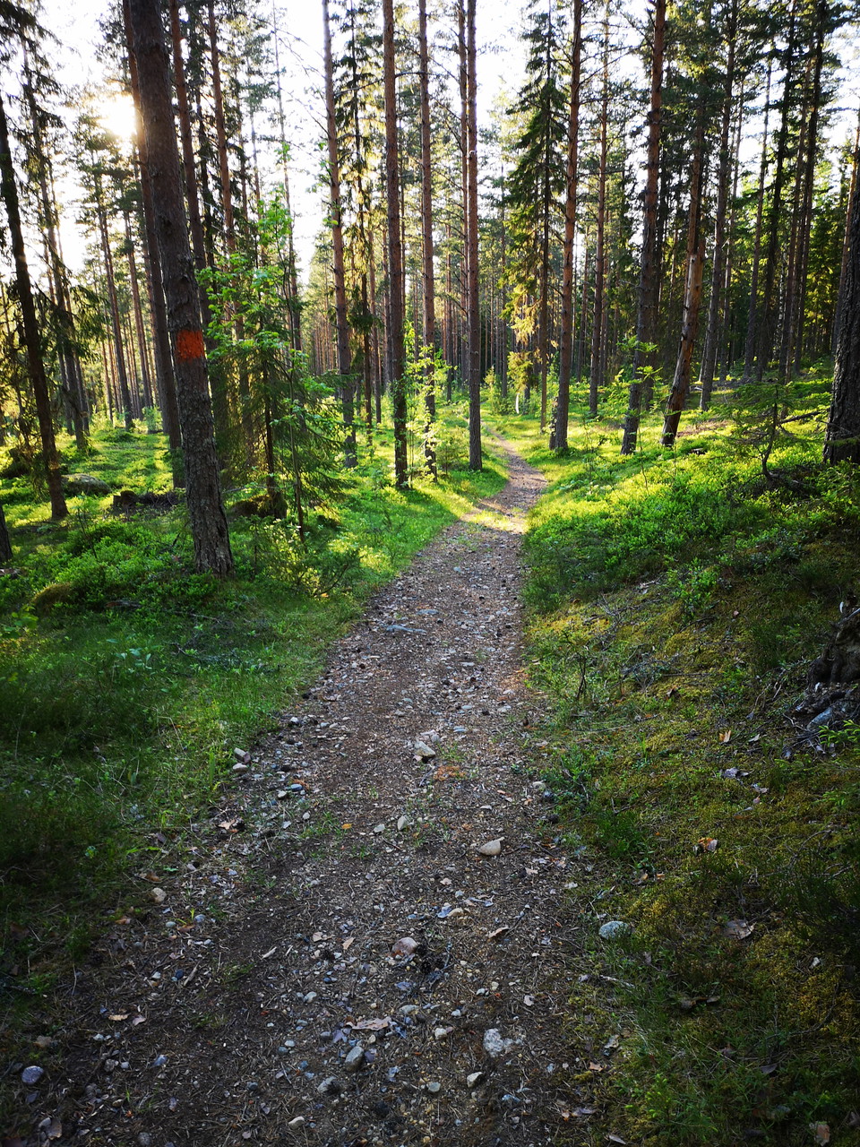 Mellan Sellbergsvallen och Nyvallen