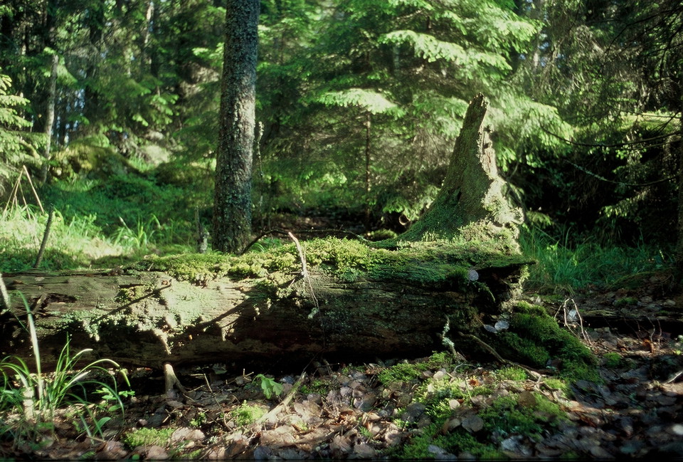 Död ved gynnar biologisk mångfald