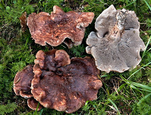 Närbild på en svamp som växer i mossan. Svampen är kopparbrun på ovansidan och grå på undersidan.