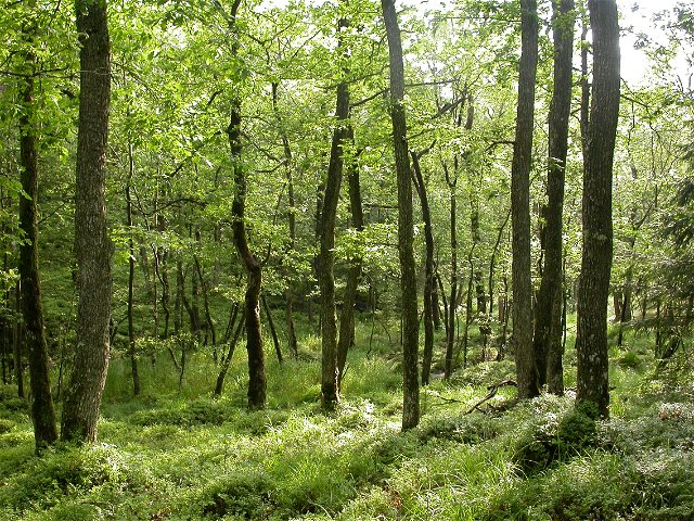 Söderskogen naturreservat