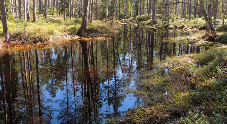 Tjärn i skog. Foto
