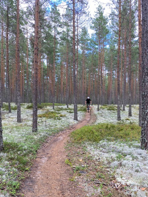 MTB-cykling i skogen