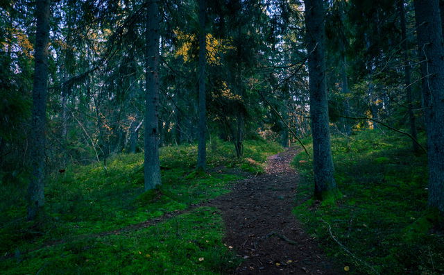 Bauerskog