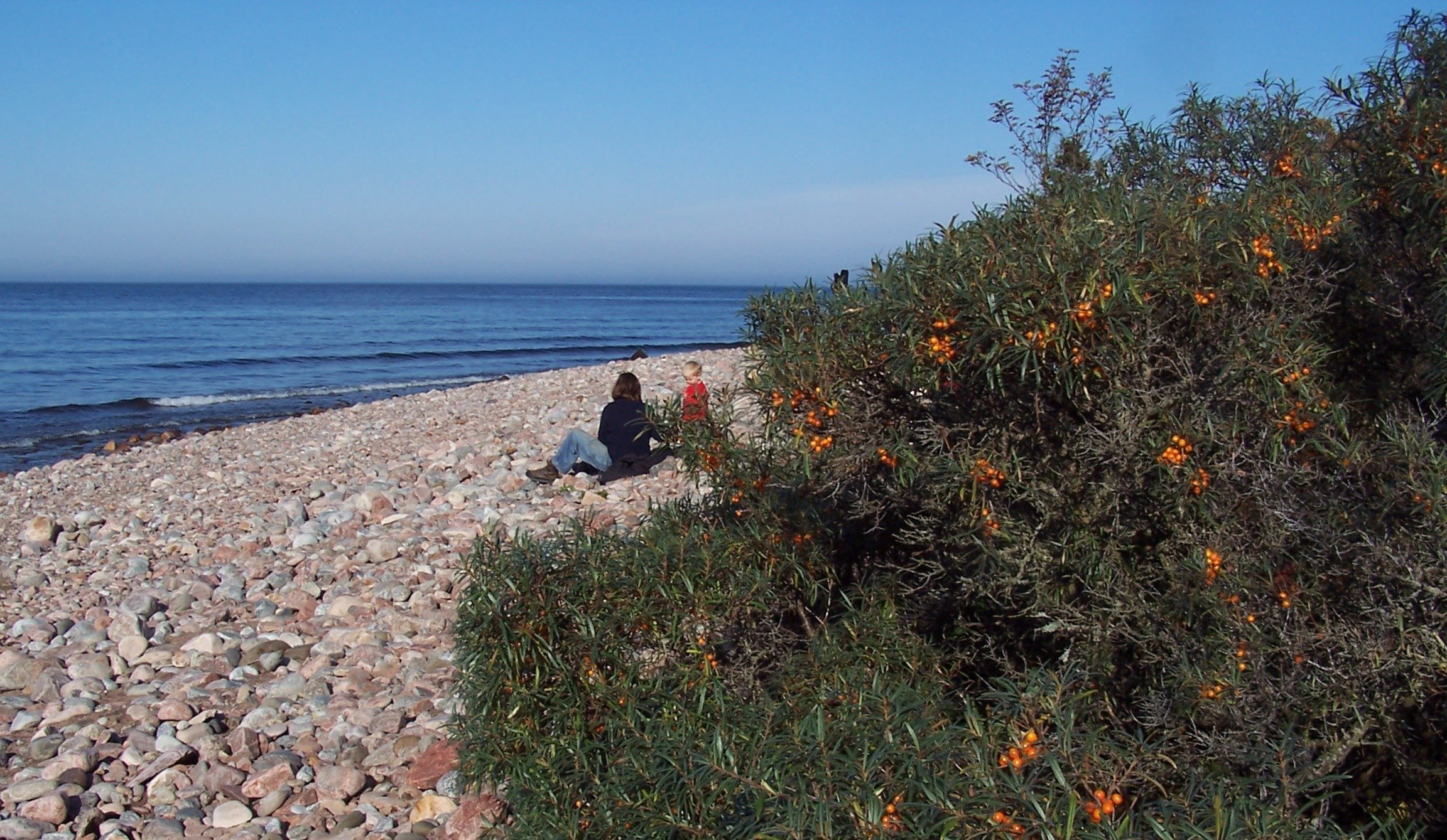 I förgrunden står en buske med massor av orange bär. Längre bort sitter ett vuxen och ett barn på en stenstrand vid havet.