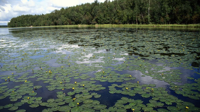 Gammelstadsviken