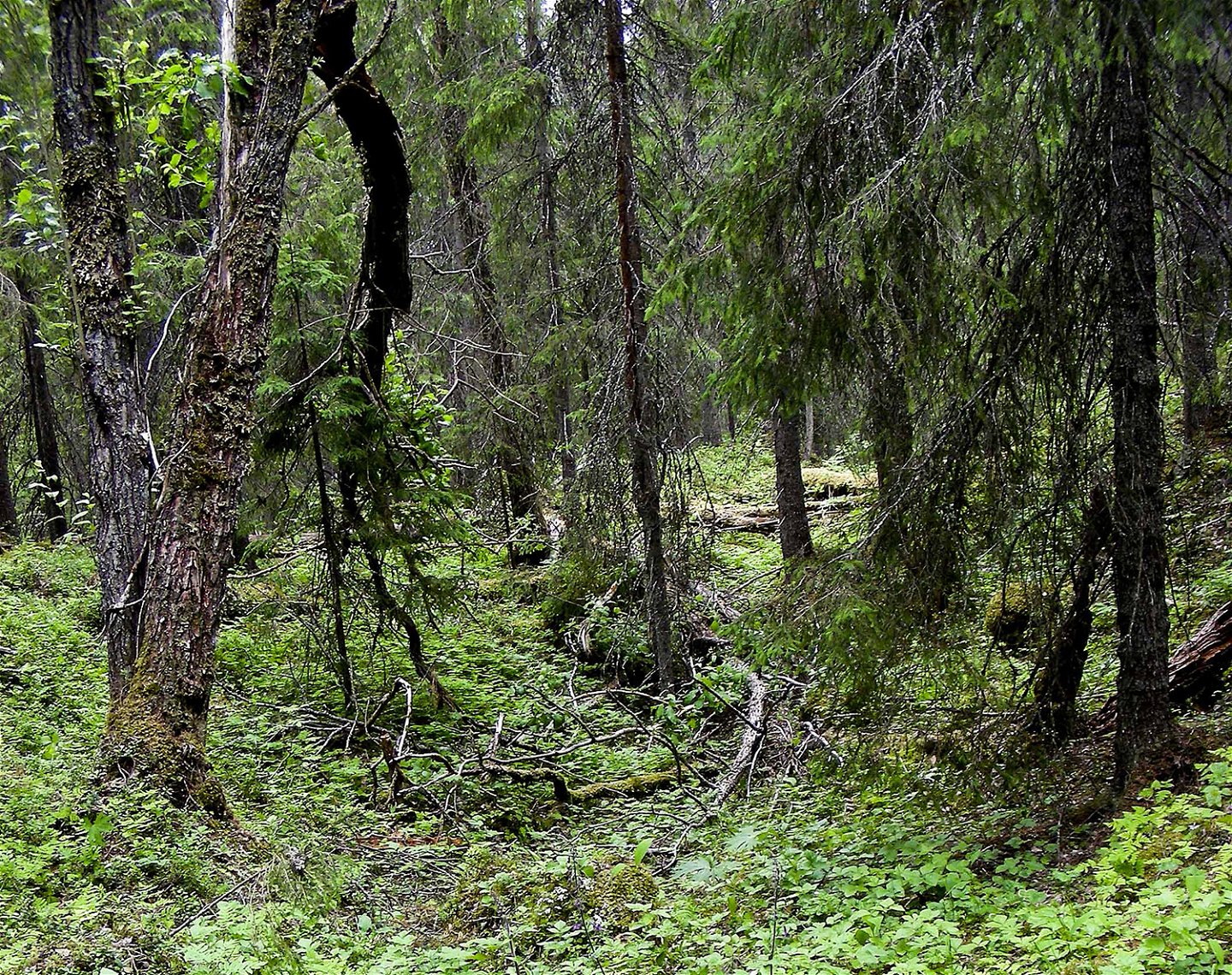 Miljöbild från skogen.