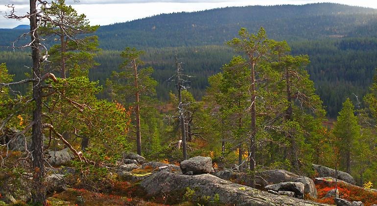 Milsvid utsikt över berg och skogar från Didnoks topp.