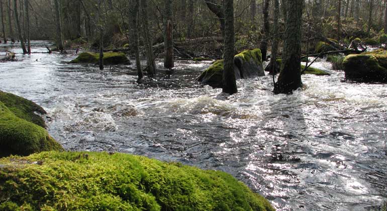 På våren kan Skärjån svämma över sina bräddar.