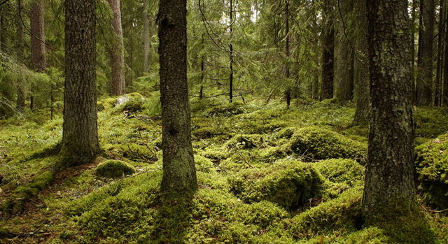 Lindenäs, Naturreservat