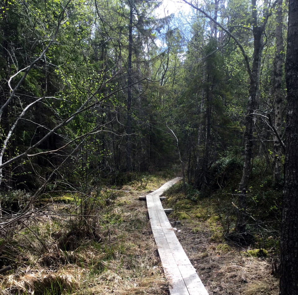 Vindlande led i Tullviksbäckens naturreservat.