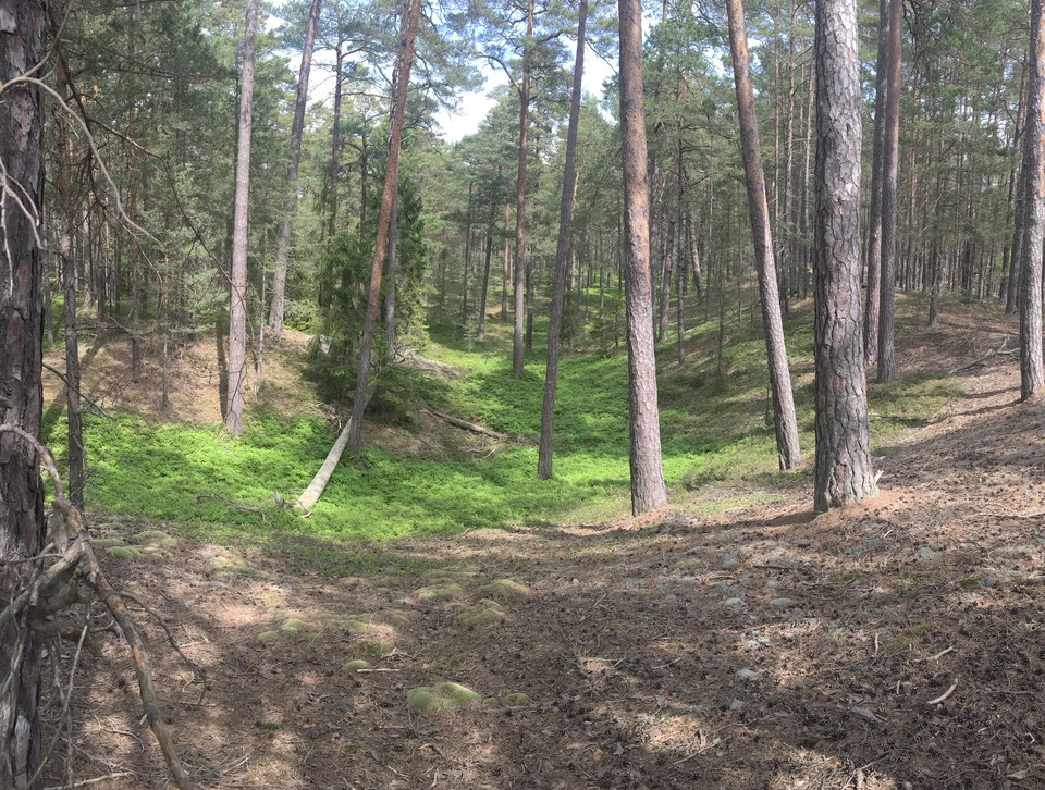 Tallbevuxna sanddyner