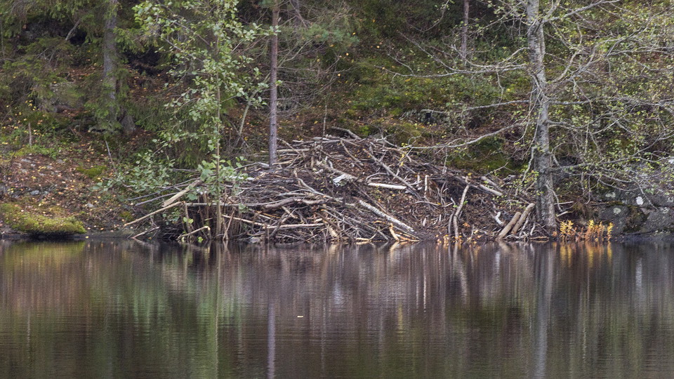 Bäverhydda, Jan Johansson