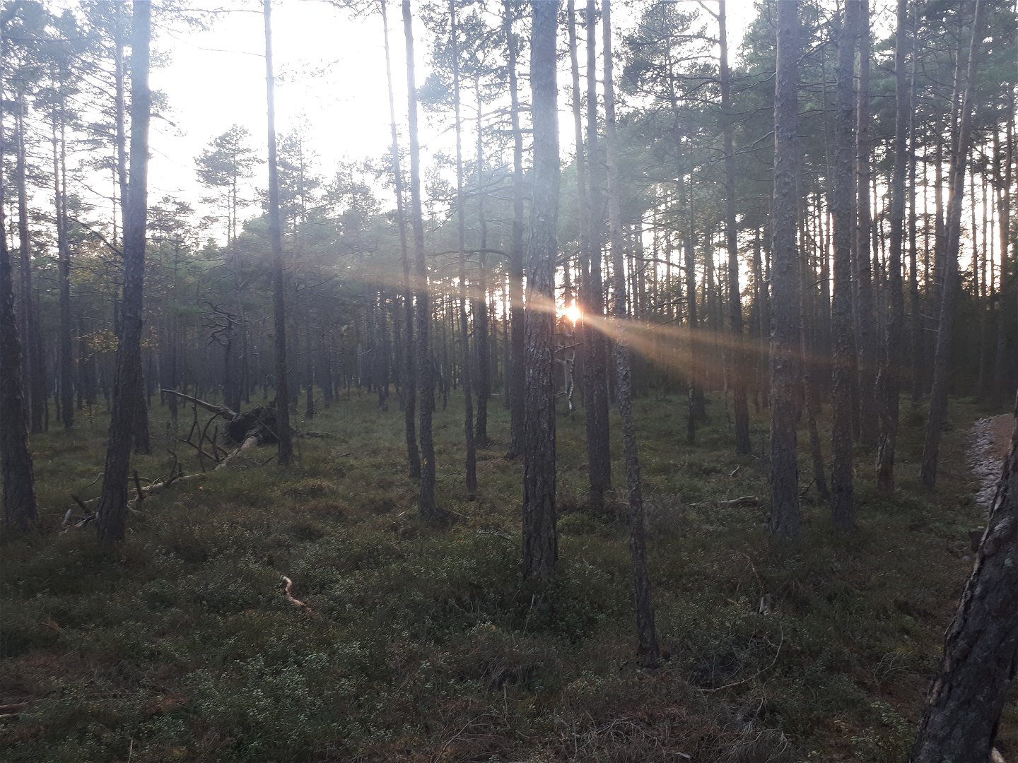 En skogsvuxen mosse med solljus mellan träden