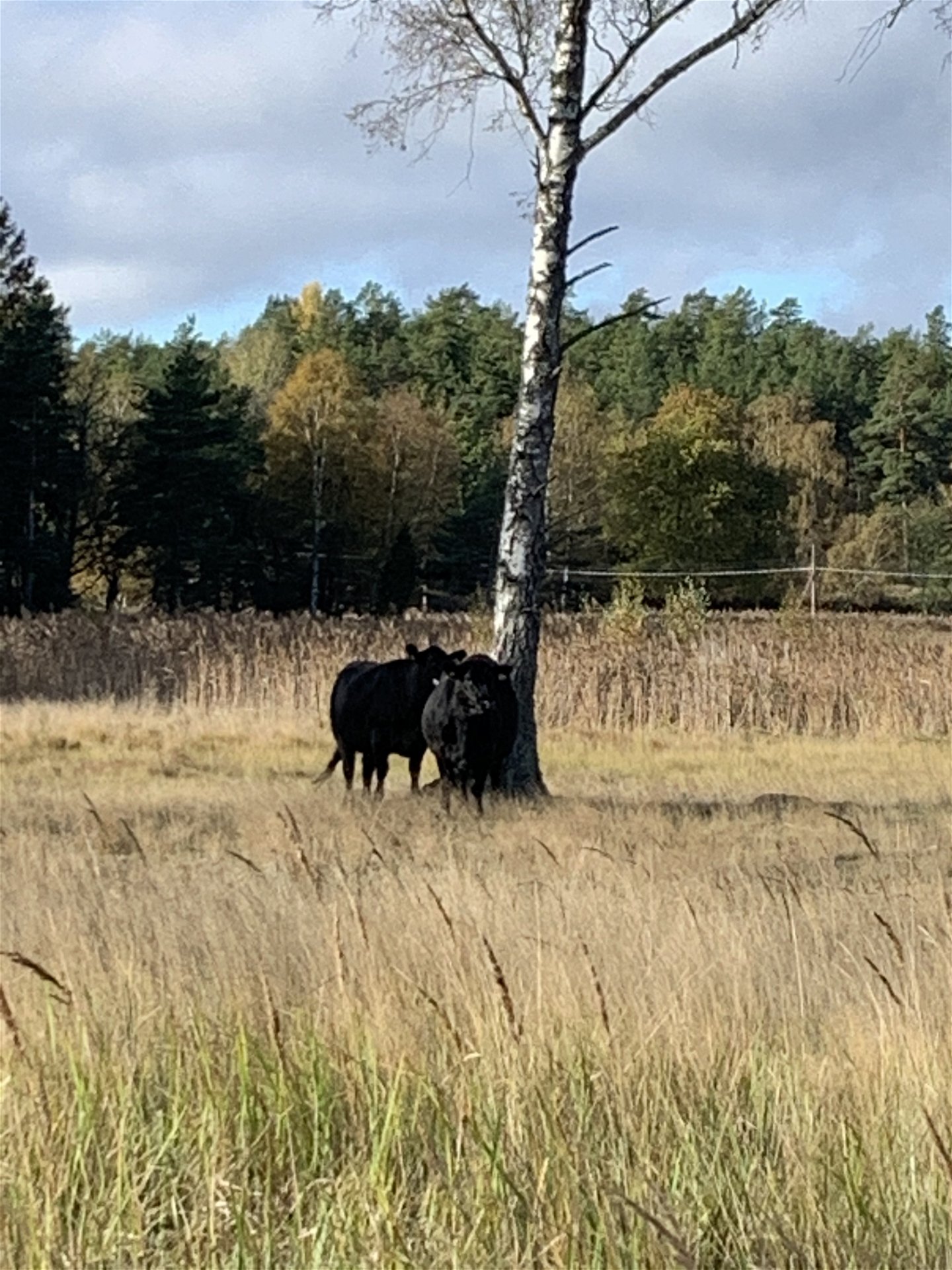 Kor håller landskapet öppet. Sundby, Ornö.