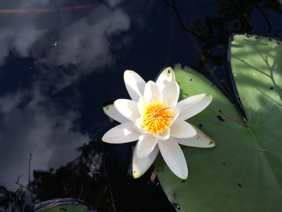 Näckros i Stora Alsjön.